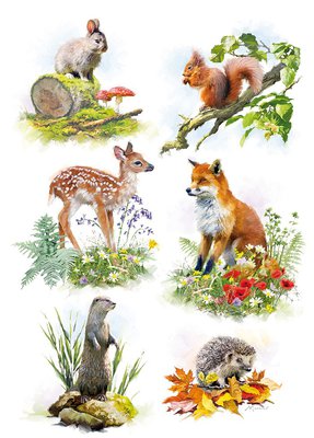 Country Cards British Country Creatures Greetings Card
